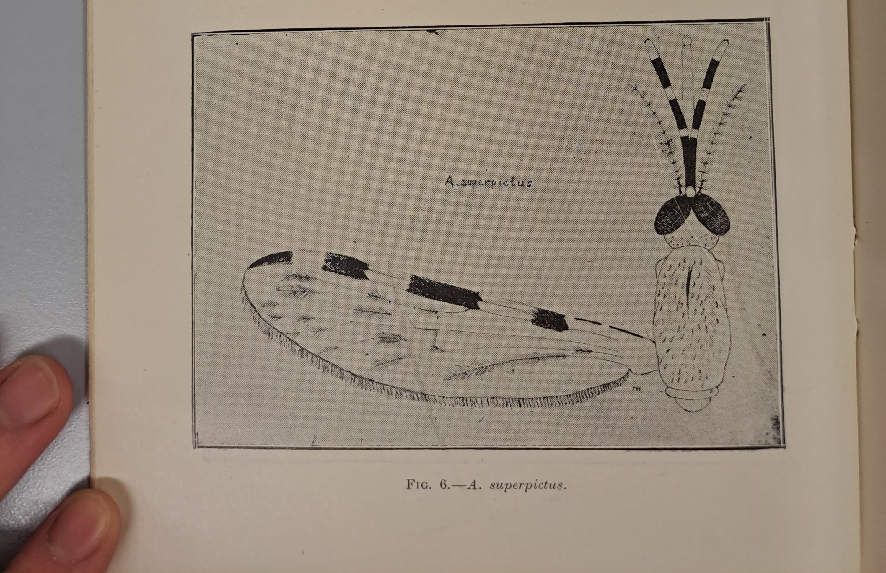 Cover Image for The Anopheline Mosquitos of Cyprus by Mehmet Aziz (1934)